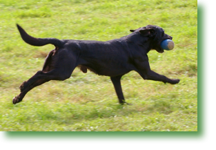 Gundog 3 IMGP1176.jpg